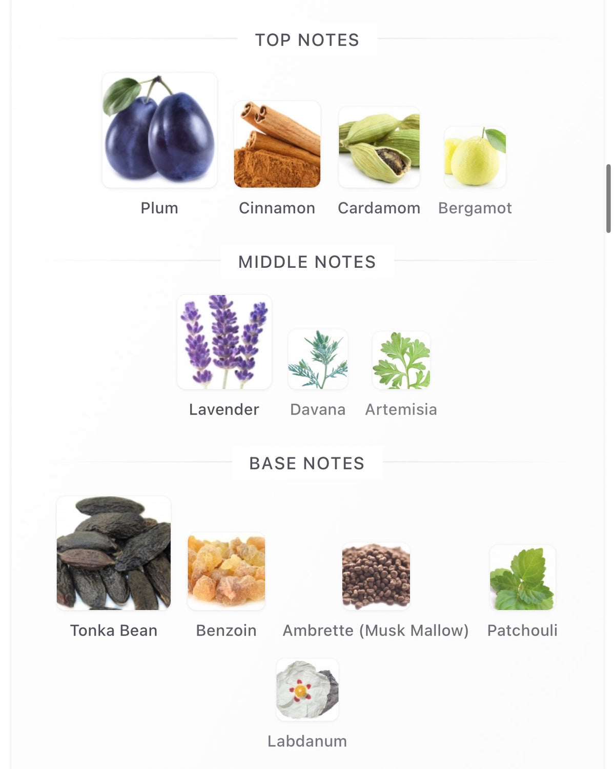 JPG Le Male Le Elixir Absolu Decants