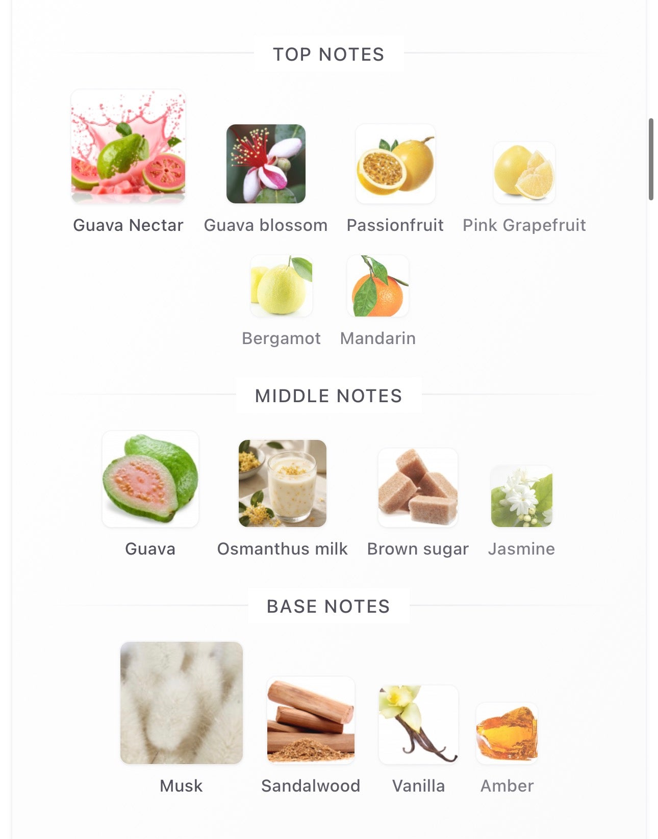 House of Brandt Guava Sorbet Elixir (Pre-Order)