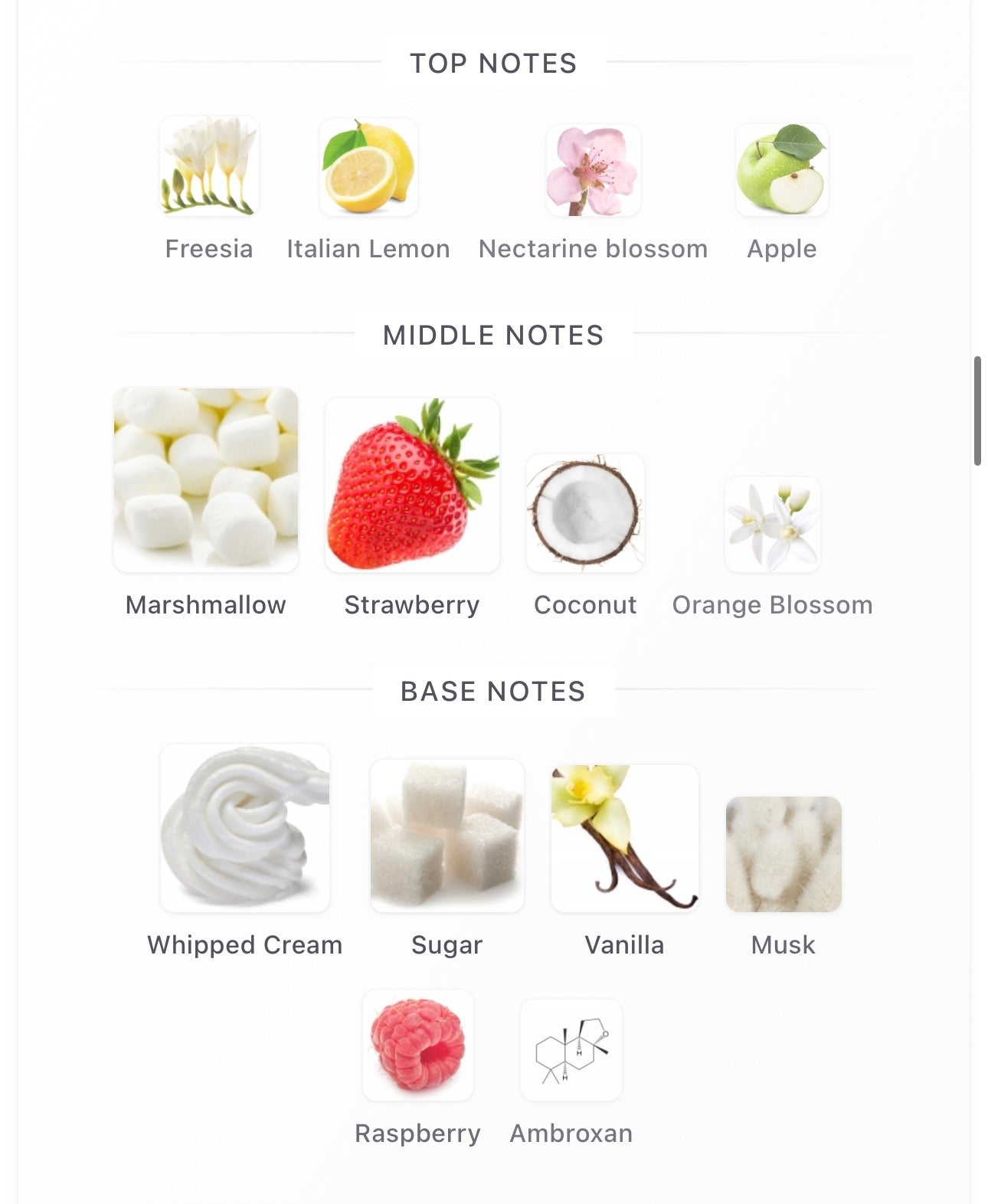Yum Boujee Marshmallow Decants