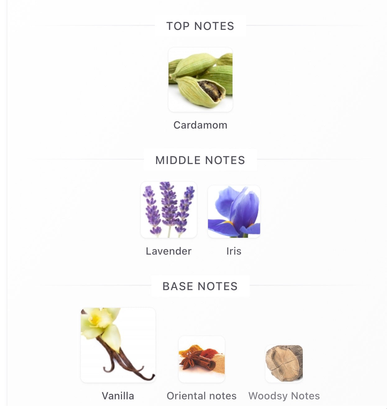 JPG Le Male Le Parfum Decants