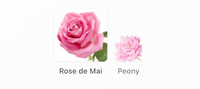 Ex Nihilo Fleur Narcotique Rose De Mai Decants